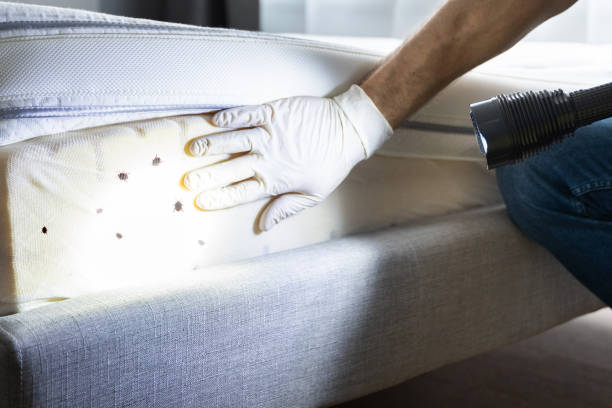 Best Best Pest Control Companies  in Avis, PA